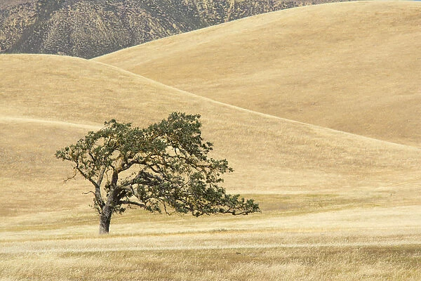 Canyon live oak (Quercus chrysolepis) Diablo Range, California, USA, June
