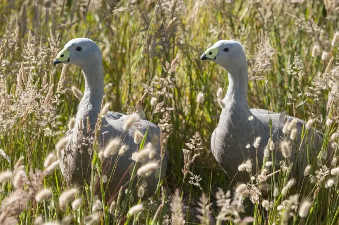 Framed Print : Cape Barren goose (Cereopsis novaehollandiae) in grass, Phillip Island Nature Park Framed Print : Cape Barren goose (Cereopsis novaehollandiae) in grass, Phillip Island Nature Park