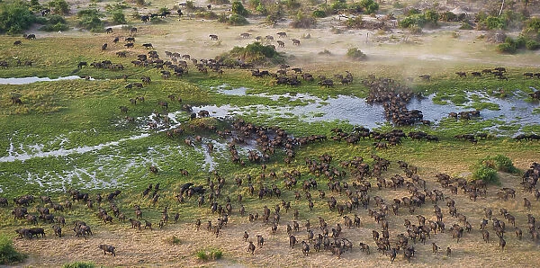 Cape Buffalo (Syncerus caffer) aerial view of herd crossing a water channel in the Okavango Delta, Botswana