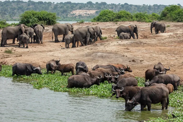 Framed Print : Cape buffalo (Syncerus caffer caffer) herd standing in shallow water along riverbank with African elephant (Loxodonta africana) herd behind, River Nile Framed Print : Cape buffalo (Syncerus caffer caffer) herd standing in shallow water along riverbank with African elephant (Loxodonta africana) herd behind, River Nile