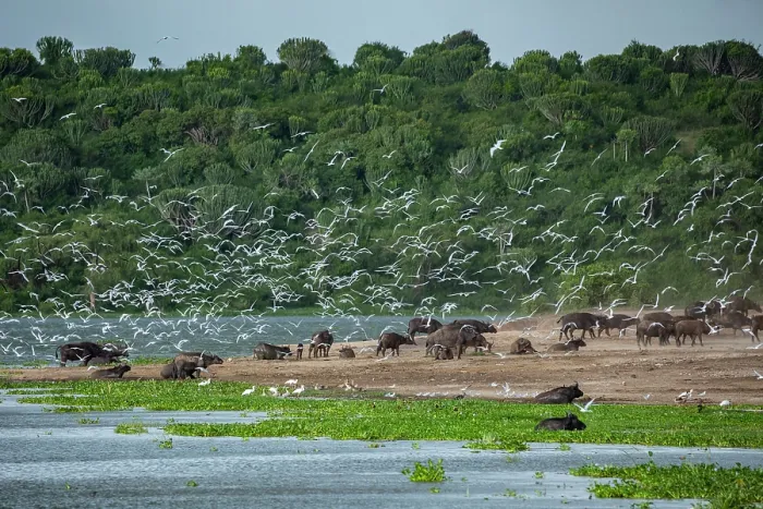 Framed Print : Cape buffalo (Syncerus caffer caffer) herd wallowing in river and standing along riverbank with flock of Gull-billed terns (Gelochelidon nilotica) in flight above Framed Print : Cape buffalo (Syncerus caffer caffer) herd wallowing in river and standing along riverbank with flock of Gull-billed terns (Gelochelidon nilotica) in flight above