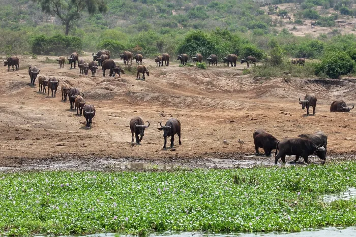 Framed Print : Cape buffalo (Syncerus caffer caffer) herd walking towards water channel to drink, Kazinga Channel, River Nile, Queen Elizabeth National Park, Uganda