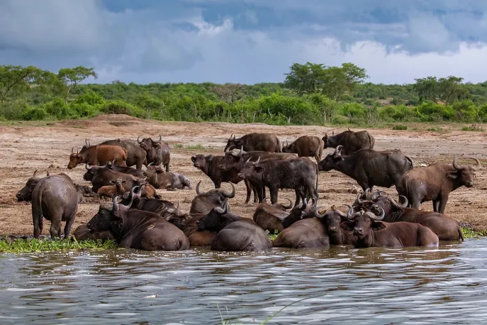 Framed Print : Cape buffalo (Syncerus caffer caffer) herd wallowing in river and resting on riverbank, Kazinga channel, Nile river, Queen Elizabeth National Park, Uganda Framed Print : Cape buffalo (Syncerus caffer caffer) herd wallowing in river and resting on riverbank, Kazinga channel, Nile river, Queen Elizabeth National Park, Uganda