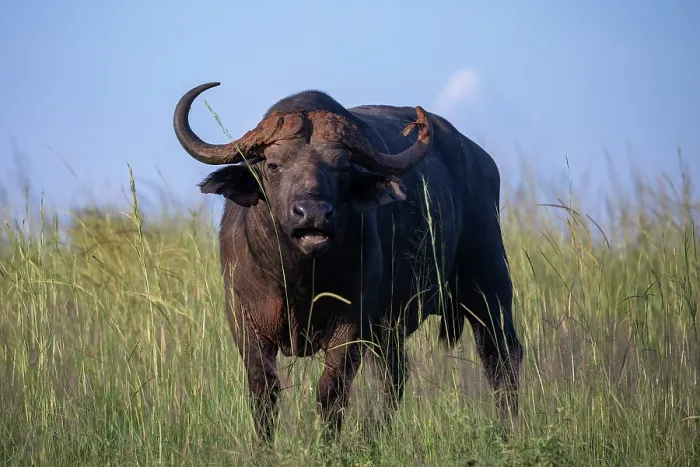 Framed Print : Cape buffalo (Syncerus caffer caffer) portrait, Murchison Falls National Park, Uganda Framed Print : Cape buffalo (Syncerus caffer caffer) portrait, Murchison Falls National Park, Uganda