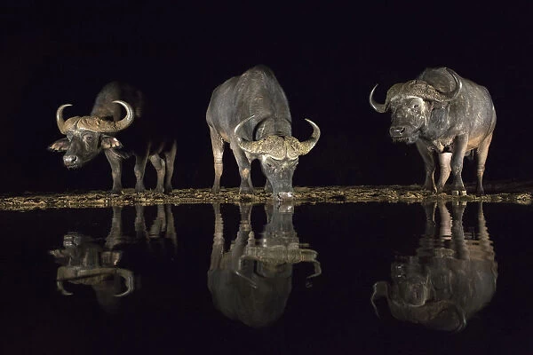 Cape buffalo (Syncerus caffer) drinking at waterhole at night, Zimanga Private Game Reserve