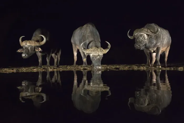 Framed Print : Cape buffalo (Syncerus caffer) drinking at waterhole at night, Zimanga Private Game Reserve Framed Print : Cape buffalo (Syncerus caffer) drinking at waterhole at night, Zimanga Private Game Reserve