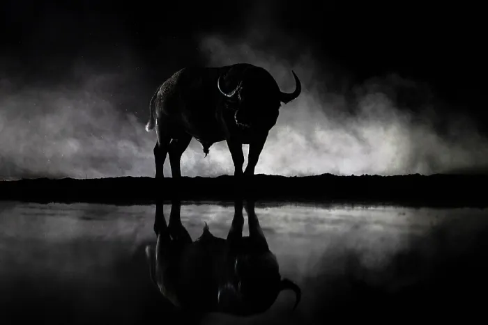 Framed Print : Cape buffalo (Syncerus caffer) standing next to waterhole at night, Shompole conservancy, Kenya Framed Print : Cape buffalo (Syncerus caffer) standing next to waterhole at night, Shompole conservancy, Kenya
