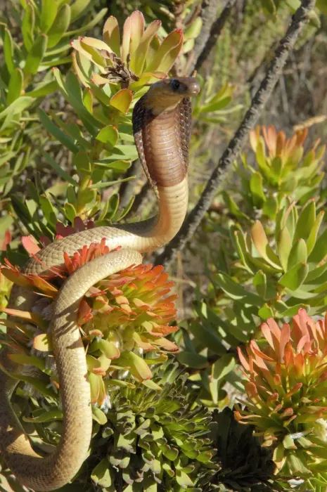 Framed Print : Cape cobra {Naja nivea} displaying amongst vegetation, South Africa Framed Print : Cape cobra {Naja nivea} displaying amongst vegetation, South Africa