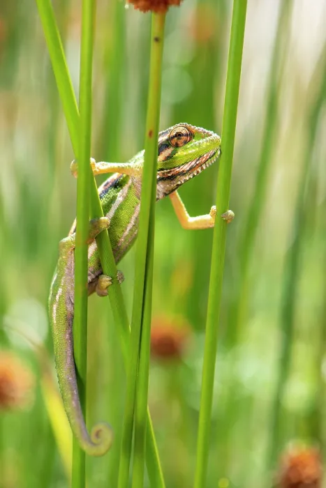 Framed Print : Cape dwarf chameleon (Bradypodion pumilum) climbing between plant stems, Cape Town, South Africa Framed Print : Cape dwarf chameleon (Bradypodion pumilum) climbing between plant stems, Cape Town, South Africa