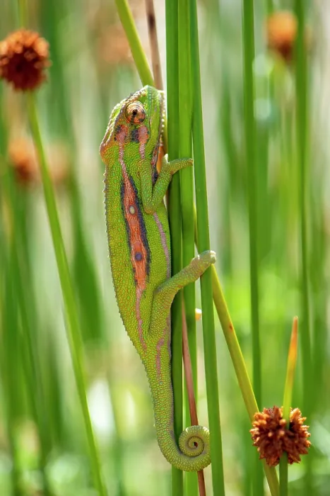 Framed Print : Cape dwarf chameleon (Bradypodion pumilum) resting on a plant stem, Cape Town, South Africa Framed Print : Cape dwarf chameleon (Bradypodion pumilum) resting on a plant stem, Cape Town, South Africa