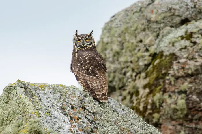 Framed Print : Cape eagle owl (Bubo capensis) perched on rock, Bale Mountains National Park, Ethiopia