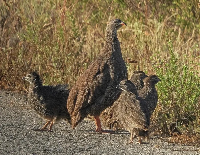 Framed Print : Cape francolin (Pternistis capensis) female, standing guard on track, surrounded by chicks, West Coast National Park, Langebaan, Cape Province, South Africa. November