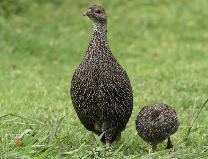 Framed Print : Cape francolin (Pternistis capensis) walking on grass with chick, Kirtsenbosch Botanical Garden, Cape Town, South Africa. November Framed Print : Cape francolin (Pternistis capensis) walking on grass with chick, Kirtsenbosch Botanical Garden, Cape Town, South Africa. November