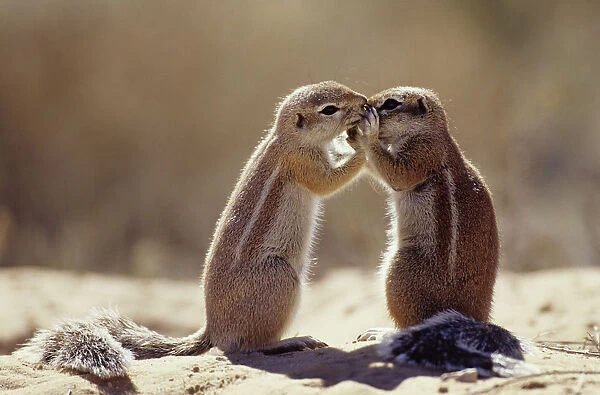 Cape ground squirrel kissing {Xerus inauris} Kgalagadi TP, South Africa