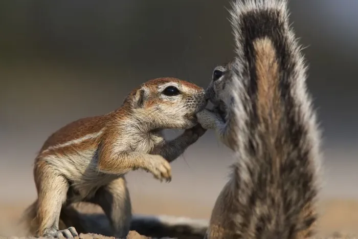 Framed Print : Two Cape Ground squirrels (Xerus inauris) greeting, Kgalagadi Transfrontier Park Framed Print : Two Cape Ground squirrels (Xerus inauris) greeting, Kgalagadi Transfrontier Park