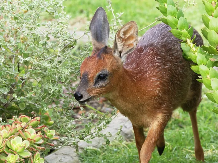 Framed Print : Cape grysbok (Raphicerus melanotis) female, walking through a garden, Malgas, Cape Province, South Africa Framed Print : Cape grysbok (Raphicerus melanotis) female, walking through a garden, Malgas, Cape Province, South Africa