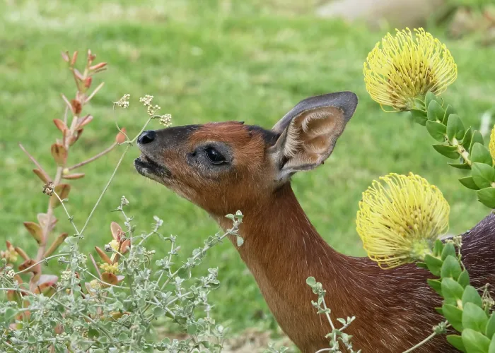 Framed Print : Cape grysbok (Raphicerus melanotis) female, feeding on flower heads in a garden, Malgas, Cape Province, South Africa Framed Print : Cape grysbok (Raphicerus melanotis) female, feeding on flower heads in a garden, Malgas, Cape Province, South Africa