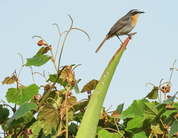 Framed Print : Cape robin-chat (Dessonornis caffer) male, perched on a cactus spike, Kirstenbosch Botanical Gardens, Cape Town, South Africa Framed Print : Cape robin-chat (Dessonornis caffer) male, perched on a cactus spike, Kirstenbosch Botanical Gardens, Cape Town, South Africa