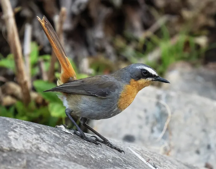 Framed Print : Cape robin-chat (Dessonornis caffer) perched on a boulder displaying, Kirstenbosch Botanical Gardens, Cape Town, South Africa Framed Print : Cape robin-chat (Dessonornis caffer) perched on a boulder displaying, Kirstenbosch Botanical Gardens, Cape Town, South Africa