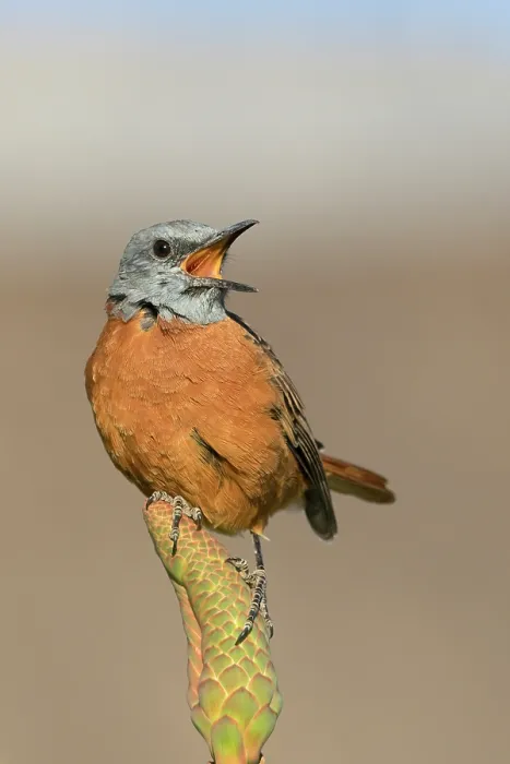 Framed Print : Cape rock thrush (Monticola rupestris) male, calling from a perch, Drakensberg Mountains, South Africa Framed Print : Cape rock thrush (Monticola rupestris) male, calling from a perch, Drakensberg Mountains, South Africa
