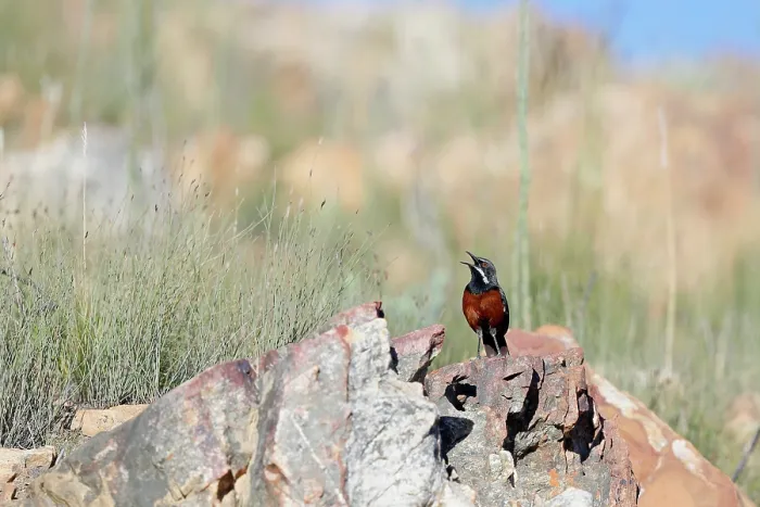 Framed Print : Cape rockjumper (Chaetops frenatus) perched on rocks, calling, Swartberg Pass, Western Cape, South Africa Framed Print : Cape rockjumper (Chaetops frenatus) perched on rocks, calling, Swartberg Pass, Western Cape, South Africa