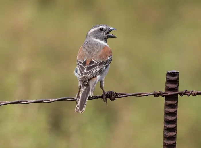 Framed Print : Cape sparrow (Passer melanurus) female, perched on a barbed wire fence, singing, Malgas, Cape Province, South Africa Framed Print : Cape sparrow (Passer melanurus) female, perched on a barbed wire fence, singing, Malgas, Cape Province, South Africa