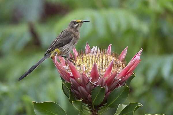 Cape sugarbird (Promerops cafer) on king protea, Kirstenbosch National Botanical Garden