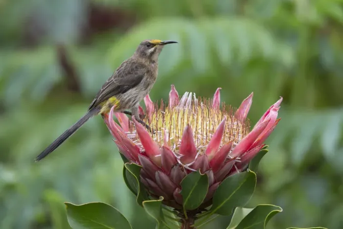 Framed Print : Cape sugarbird (Promerops cafer) on king protea, Kirstenbosch National Botanical Garden Framed Print : Cape sugarbird (Promerops cafer) on king protea, Kirstenbosch National Botanical Garden