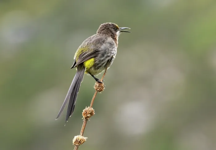 Framed Print : Cape sugarbird (Promerops cafer) male, perched on a branch singing, Kirstenbosch Botanical Gardens, Cape Town, South Africa Framed Print : Cape sugarbird (Promerops cafer) male, perched on a branch singing, Kirstenbosch Botanical Gardens, Cape Town, South Africa
