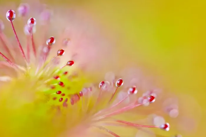 Framed Print : Cape sundew (Drosera capensis) close-up of sticky droplets on leaf hairs that trap Framed Print : Cape sundew (Drosera capensis) close-up of sticky droplets on leaf hairs that trap