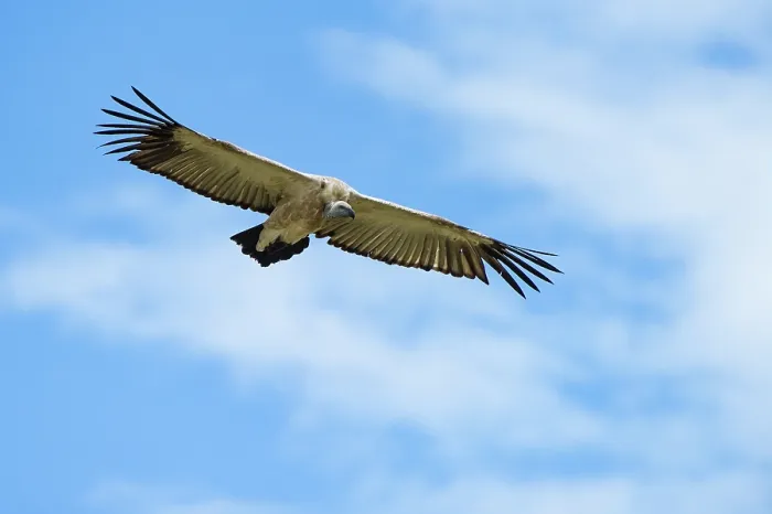 Framed Print : Cape vulture (Gyps coprotheres) in flight, Marakele Private Reserve, Waterberg Biosphere Reserve, Limpopo Province, South Africa Framed Print : Cape vulture (Gyps coprotheres) in flight, Marakele Private Reserve, Waterberg Biosphere Reserve, Limpopo Province, South Africa
