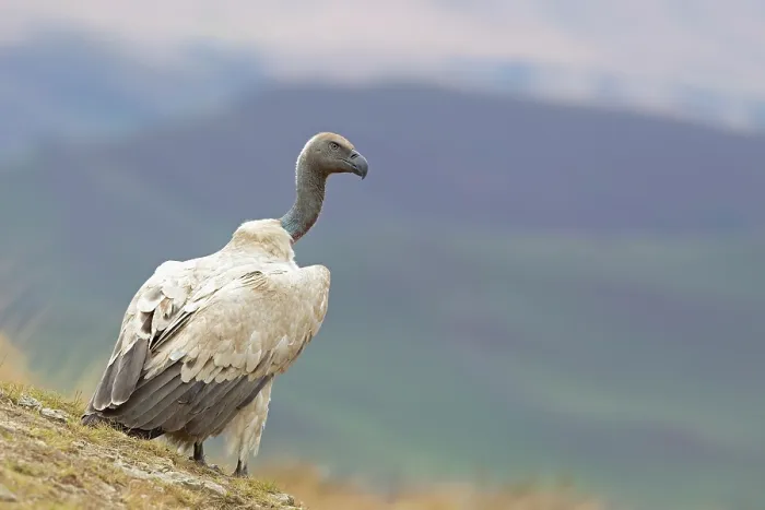 Framed Print : Cape vulture (Gyps coprotheres) perched on mountainside, Giant's Castle, Drakensberg, KwaZulu Natal, South Africa