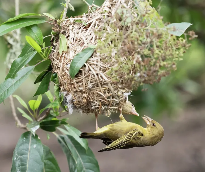 Framed Print : Cape weaver (Ploceus capensis) female, feeding well fledged chick at the entrance to the nest, Breeda Trading Post, Malgas, Cape Province, South Africa
