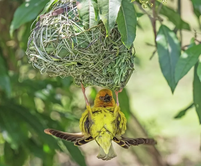 Framed Print : Cape weaver (Ploceus capensis) male displaying by calling, fluttering wings and hanging upside-down from the nest, Breeda Trading Post, Malgas, Cape Province, South Africa
