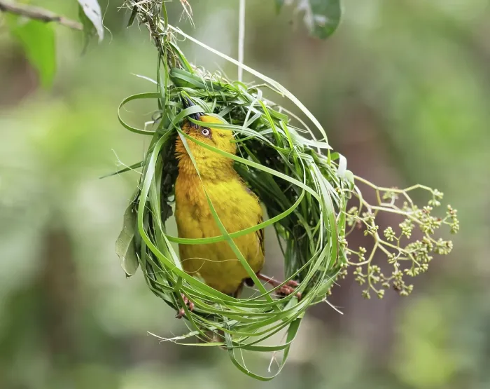 Framed Print : Cape weaver (Ploceus capensis) male weaving grass into the early stage of its nest, Breeda Trading Post, Malgas, Cape Province, South Africa Framed Print : Cape weaver (Ploceus capensis) male weaving grass into the early stage of its nest, Breeda Trading Post, Malgas, Cape Province, South Africa