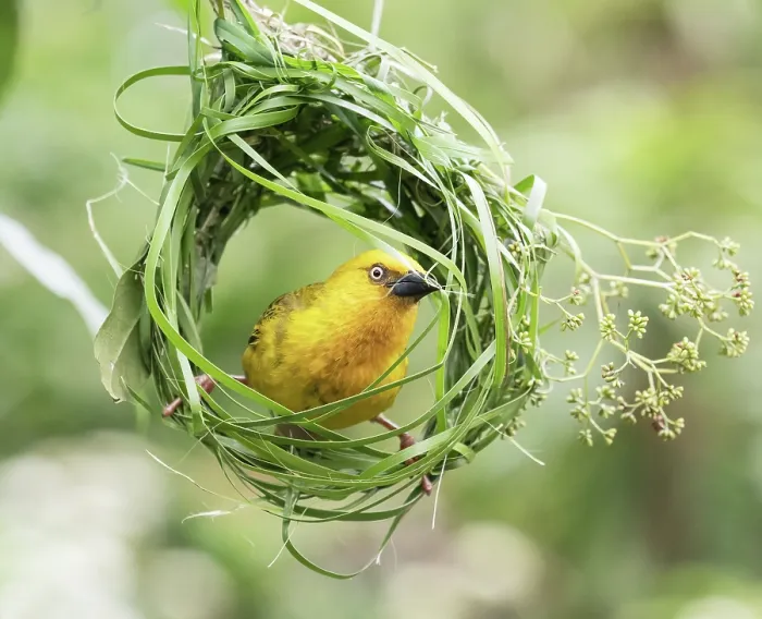 Framed Print : Cape weaver (Ploceus capensis) male weaving grass into the early stage of its nest, Breeda Trading Post, Malgas, Cape Province, South Africa