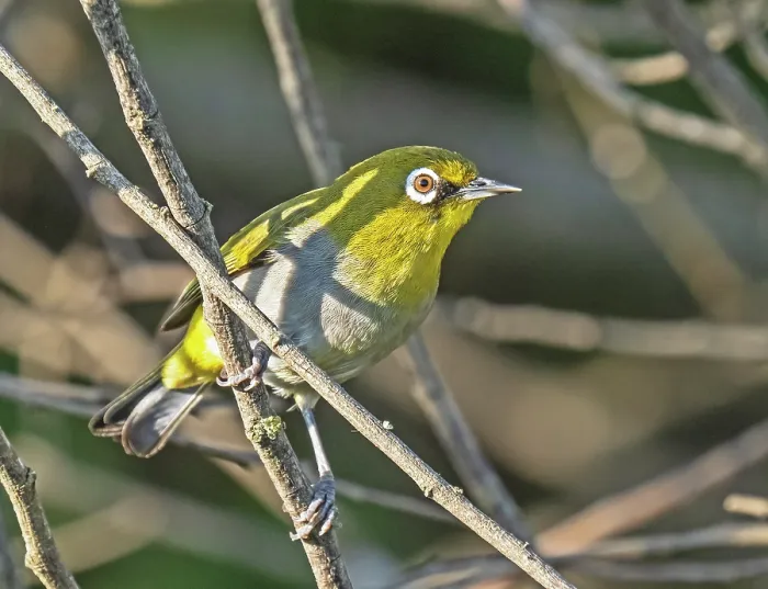 Framed Print : Cape white-eye (Zosterops virens) perched on a branch in the undergrowth, Malgas, Cape Province, South Africa