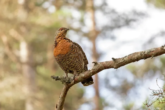 Framed Print : Capercaillie (Tetrao urogallus) female perched in Pine tree, Cairngorms, Scotland, UK. April Framed Print : Capercaillie (Tetrao urogallus) female perched in Pine tree, Cairngorms, Scotland, UK. April