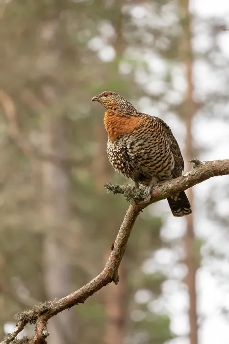 Framed Print : Capercaillie (Tetrao urogallus) female perched in Pine tree, Cairngorms, Scotland, UK. April Framed Print : Capercaillie (Tetrao urogallus) female perched in Pine tree, Cairngorms, Scotland, UK. April