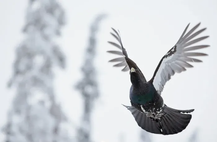 Framed Print : Capercaillie (Tetrao urogallus) in flight, Kuusamo, Finland, January Framed Print : Capercaillie (Tetrao urogallus) in flight, Kuusamo, Finland, January
