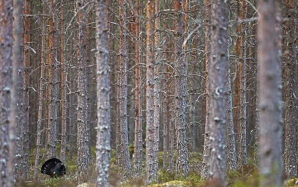 Capercaillie (Tetrao urogallus) in forest habitat, Jalasjarvi, Finland, April