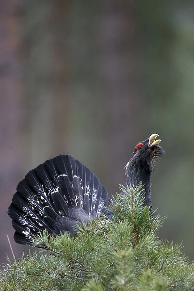 Capercaillie (Tetrao urogallus) male, displaying in pine forest, Cairngorms NP, Scotland