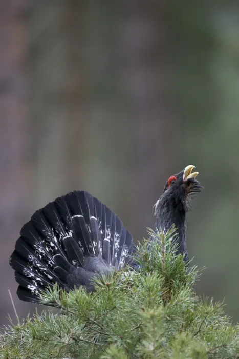 Framed Print : Capercaillie (Tetrao urogallus) male, displaying in pine forest, Cairngorms NP, Scotland Framed Print : Capercaillie (Tetrao urogallus) male, displaying in pine forest, Cairngorms NP, Scotland