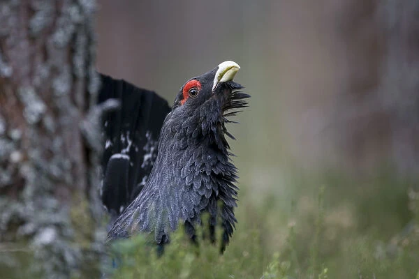 Capercaillie (tetrao urogallus) male, displaying in pine forest, Strathspey, Cairngorms NP