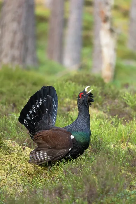 Framed Print : Capercaillie (Tetrao urogallus) male, displaying at lek, Cairngorms, Scotland, UK. April