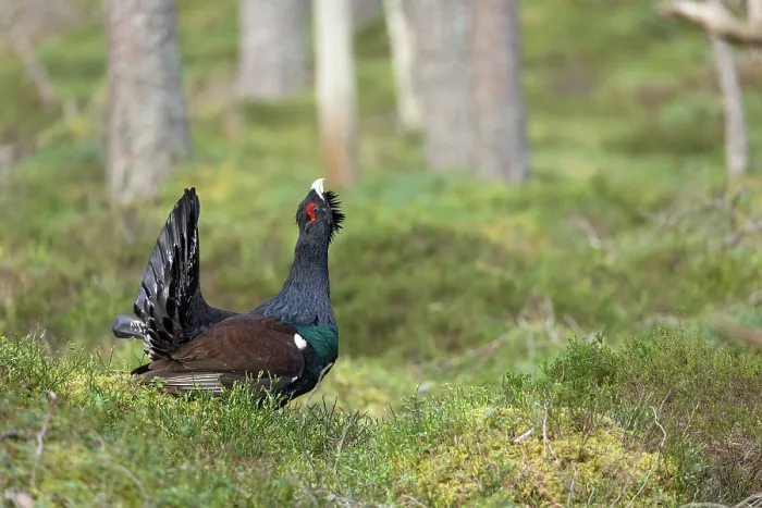 Framed Print : Capercaillie (Tetrao urogallus) male, displaying at lek, Cairngorms, Scotland, UK. April