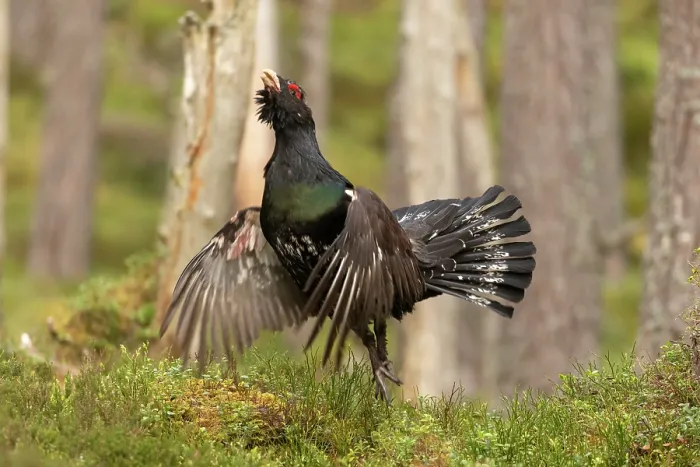 Framed Print : Capercaillie (Tetrao urogallus) male, displaying at lek, Cairngorms, Scotland, UK. April
