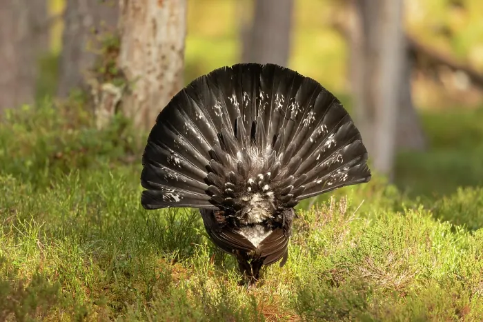 Framed Print : Capercaillie (Tetrao urogallus) male, displaying at lek, Cairngorms, Scotland, UK. April Framed Print : Capercaillie (Tetrao urogallus) male, displaying at lek, Cairngorms, Scotland, UK. April