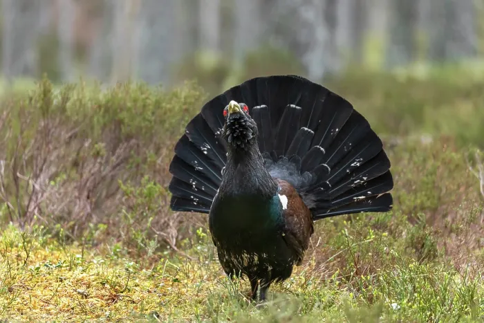 Framed Print : Capercaillie (Tetrao urogallus) male, displaying at lek, Cairngorms, Scotland, UK. April Framed Print : Capercaillie (Tetrao urogallus) male, displaying at lek, Cairngorms, Scotland, UK. April