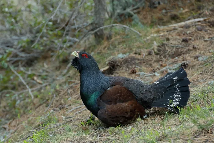 Framed Print : Capercaillie (Tetrao urogallus) male, portrait, Pyrenees, Spain. May Framed Print : Capercaillie (Tetrao urogallus) male, portrait, Pyrenees, Spain. May